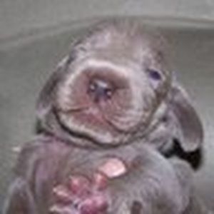 Meet your Posher, Alessandra